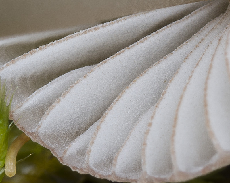 Mycena capillaripes